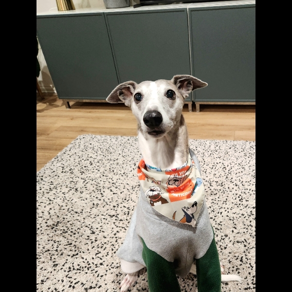 Devo in Bandana