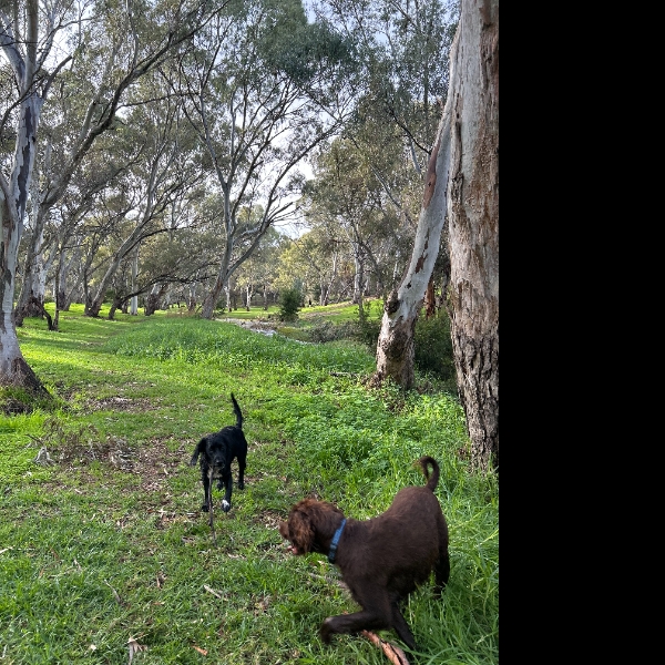 Bushland Buddies Walking for a Cause