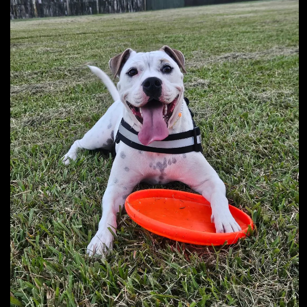 Afternoon walk done! πΎπ