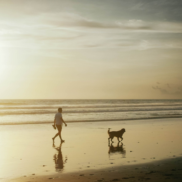 A person and their dog walk along a beautiful New Zealand beach at sunrise.