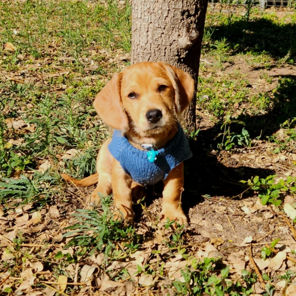 Cooper's ready for Pawgust!