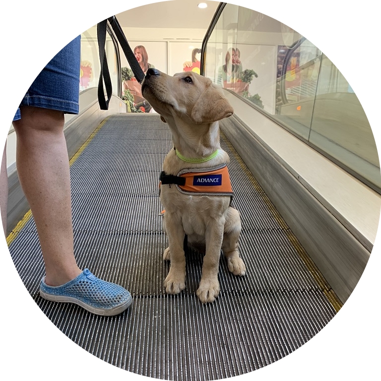Image shows Jasmine sitting perfectly on an escalator. Image shows Jasmine sitting perfectly on an escalator.