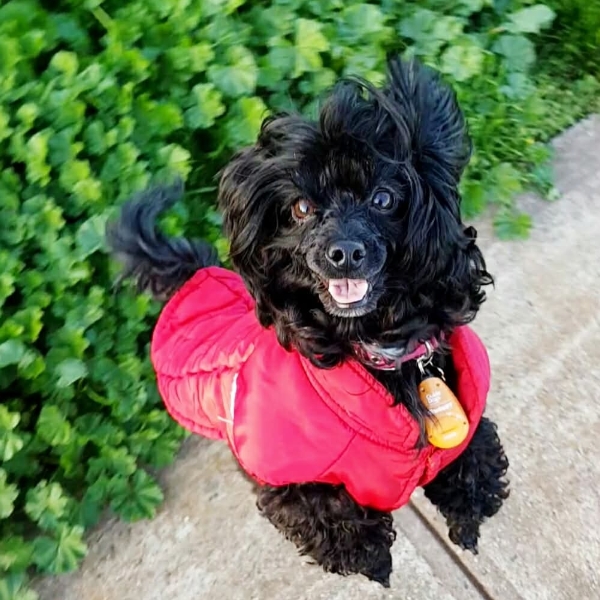 Princess Pawgust 2026