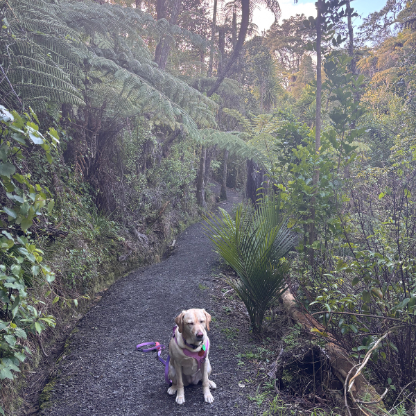 Day 7 St Johns Bush Path