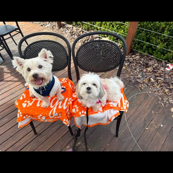 Pawgust blankets