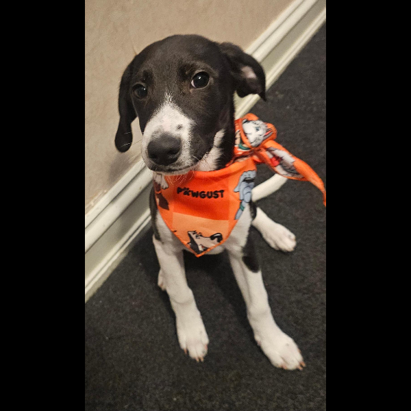 Pawgust Bandana