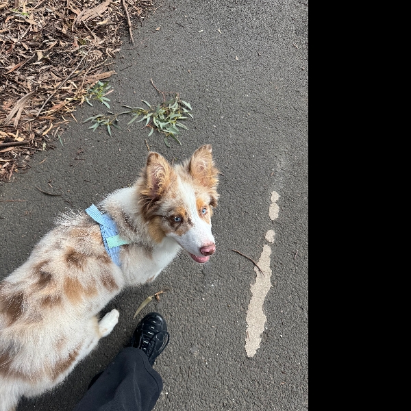 Walkies