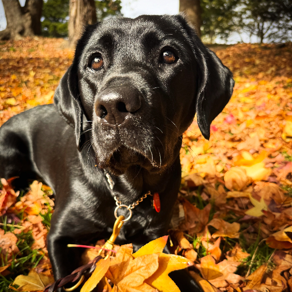 Rangi enjoying a pile of leaves