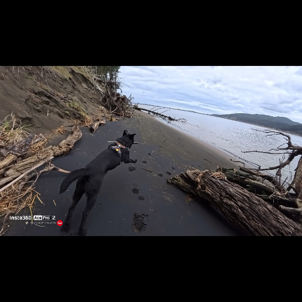 12.08.26 Waiuku Forest walk