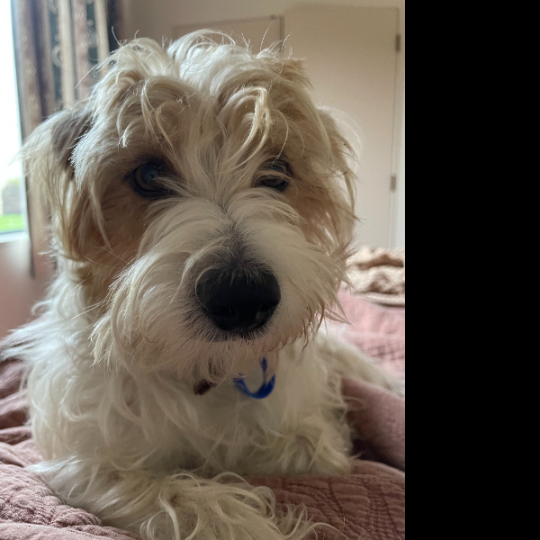 I will walk with my Mum to help my friends get trained as well as I am....