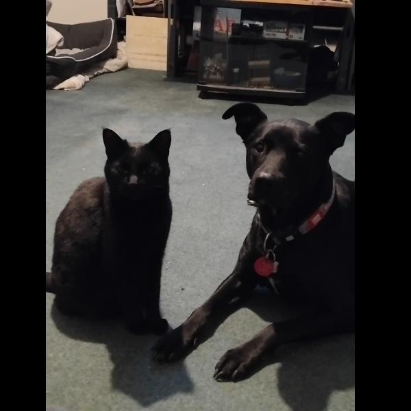 Inka and her furbrother Ninja.