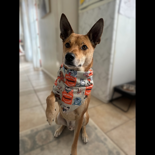 Rex looking handsome in his PAWgust bandana ?