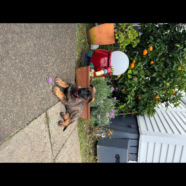 Puppy Otto - now two