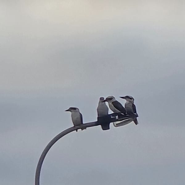 Serenaded by Kookaburras