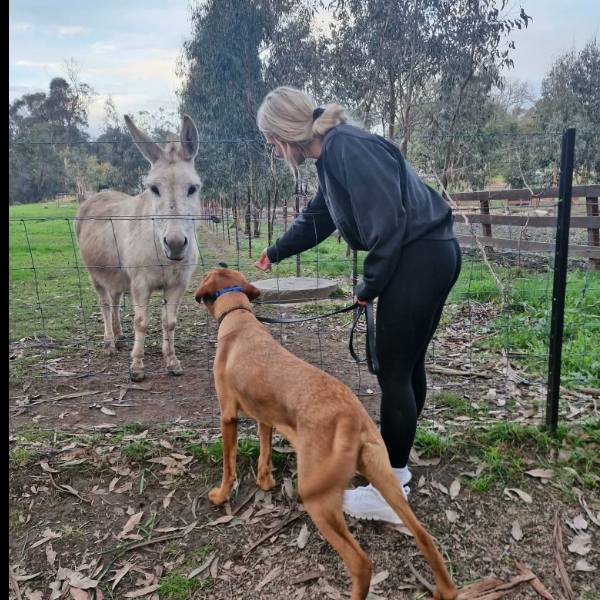 Met some new friends on our walk today 🫏🩶