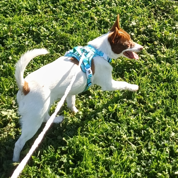 Happy Trotting