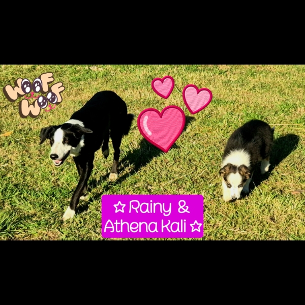 My two youngest pups, my girl furkids, 'Rainy' & 'Athena'