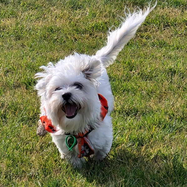 First PAWgust walk!