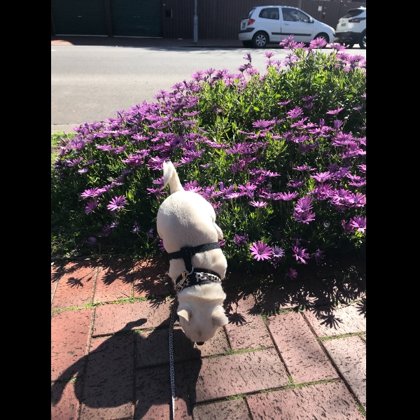 Watering the flowers