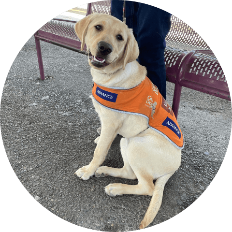 Guide dog hot sale png