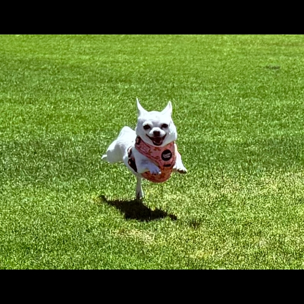Super Slim Sadie