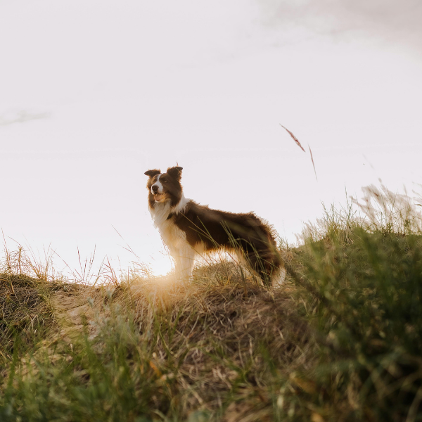 A black and white border collie stands on a grassy hill as the sun sets.