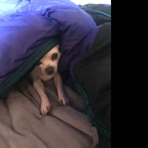 Rest & Recu'paw'rate