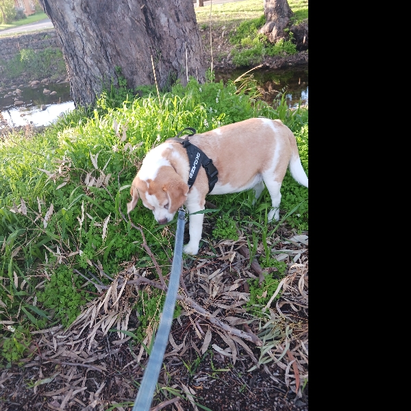 Chewing grass along Fourth Creek