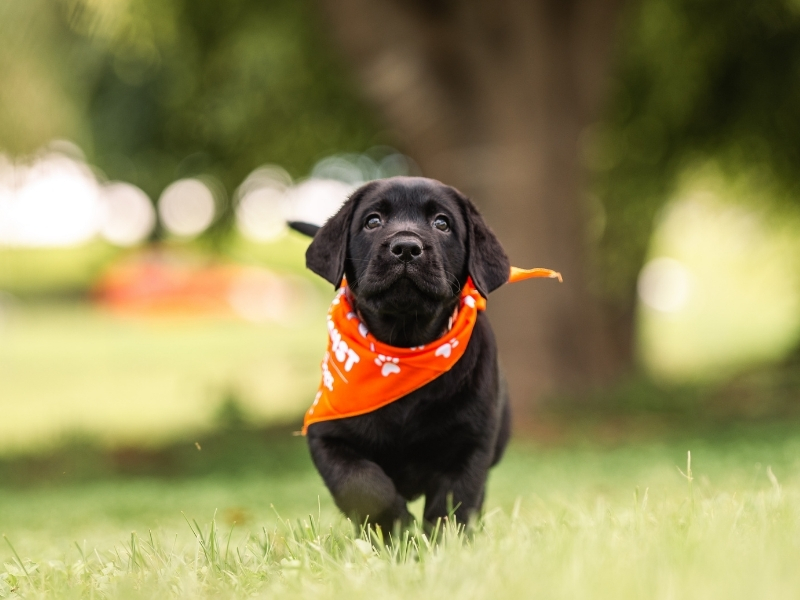 A black guide dog puppy wearing an orange PAWGUST bandana walks through a park