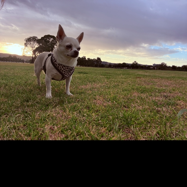 Dusk Danderings
