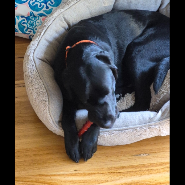 I like this bone