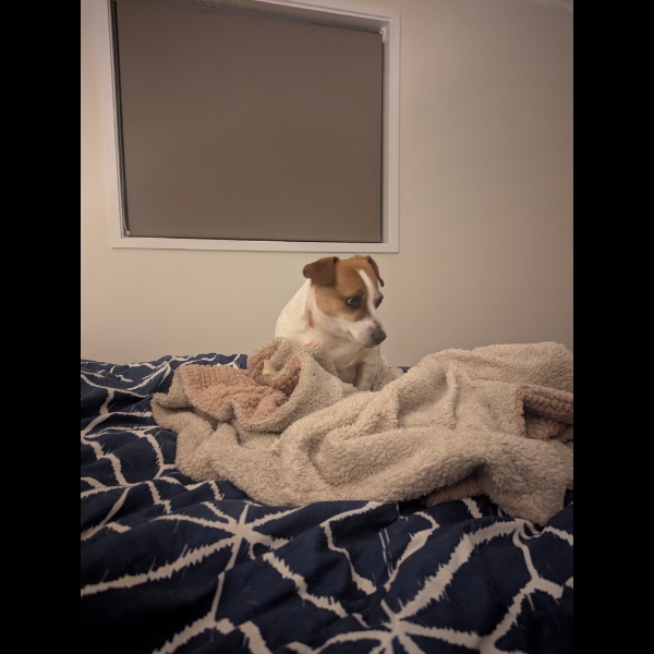 Rufus