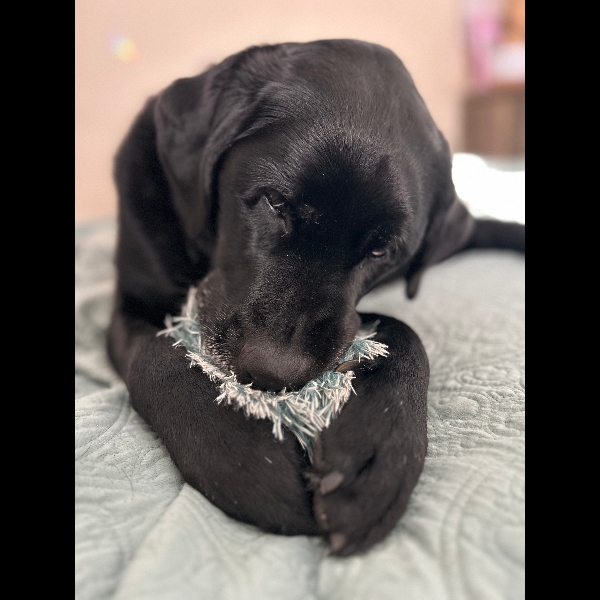 My beautiful Betty snuggling her sleepy toy