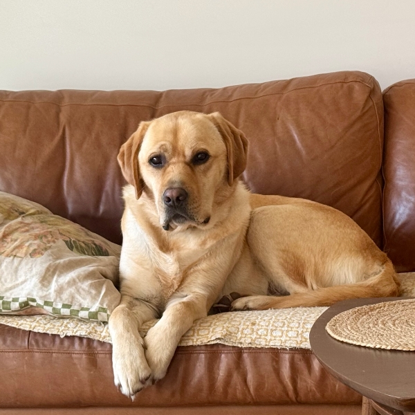 King of the Couch