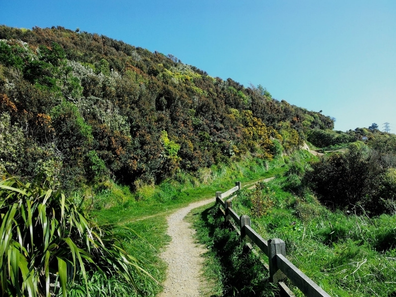 Polhill Reserve on a sunny day