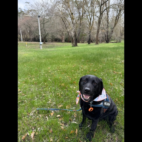 Nelson loves his new Bandana!