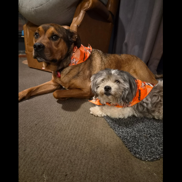 New bandanas