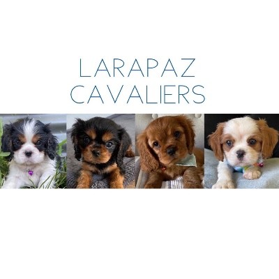 LARAPAZ CAVALIERS