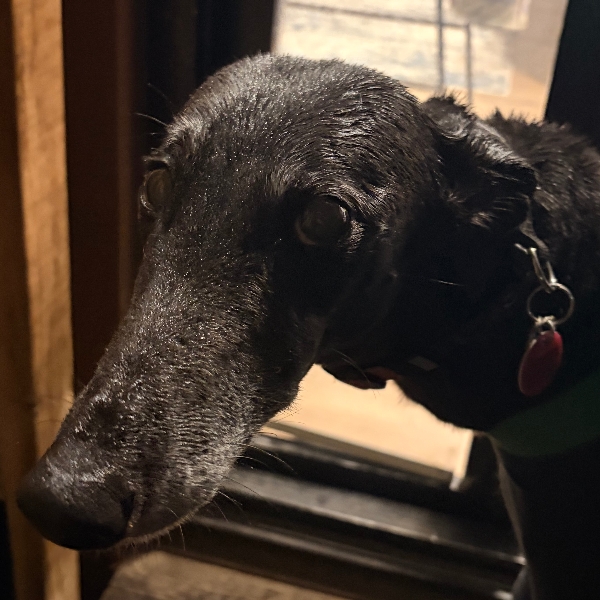 Narla was not enthused with the downpour for the 2km walk back home