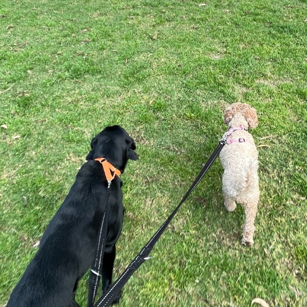 Quick Park Run!