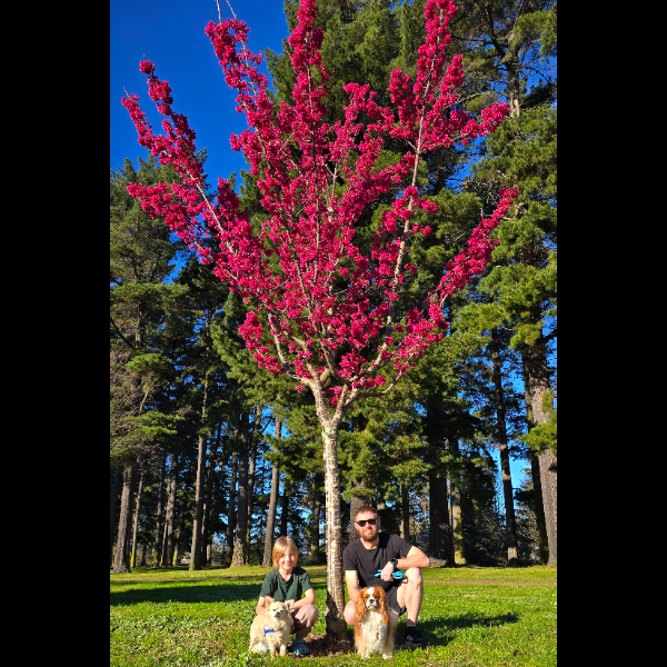 Enjoying the beautiful sights at the dog park