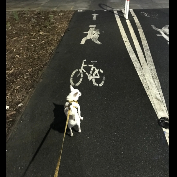 Pedestrians, Pedalers and Pooches