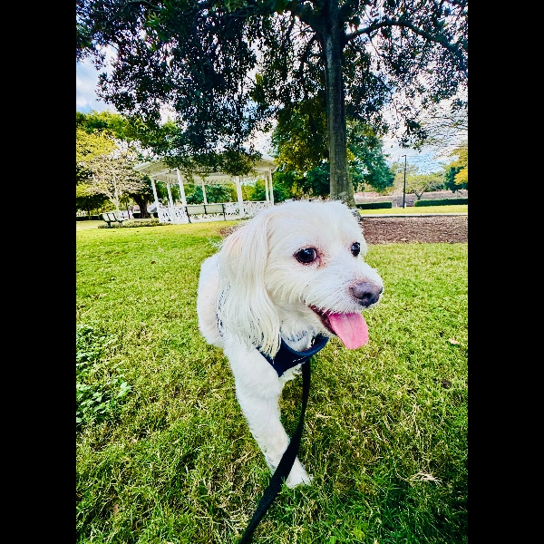 Doing my Pawgust Best
