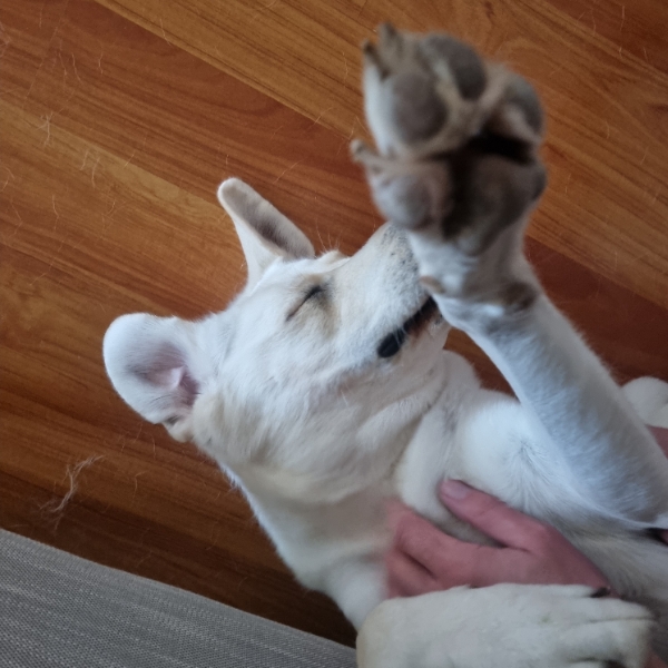 20220709 Yes to tummy rub