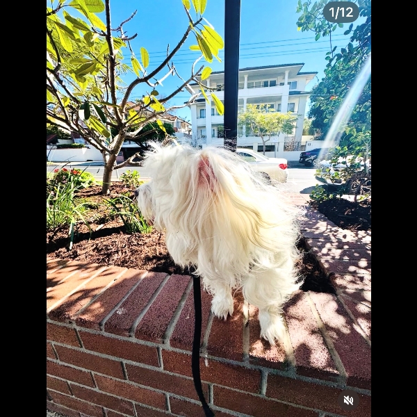 I hear a bird