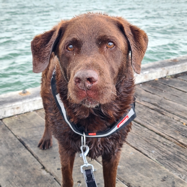 Zeus on his 11th Birthday