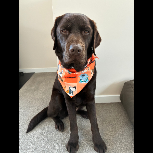 Milly with her Pawgust Bandana
