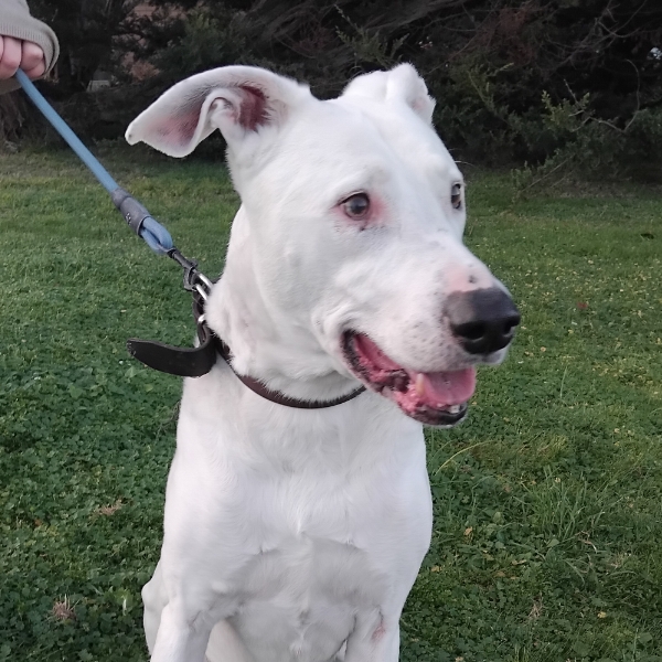 Day 8 with Grommet and Stella