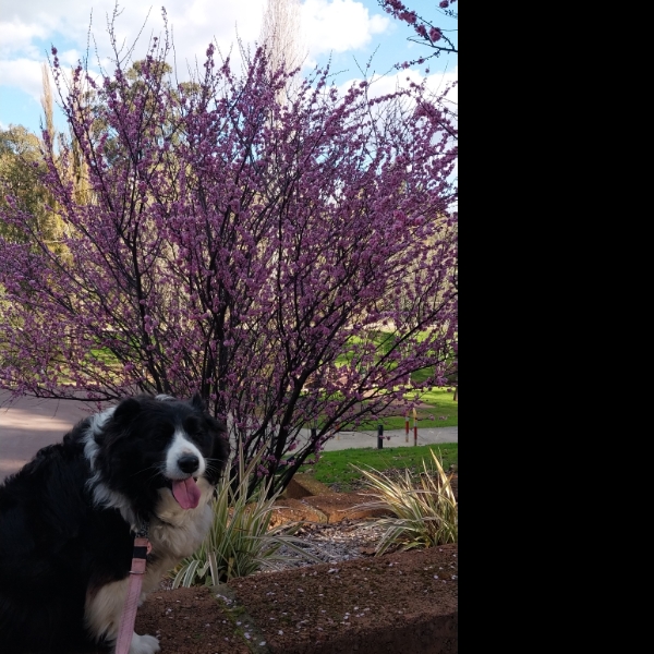 Day 17, Borello park with Astrid🐾🌳