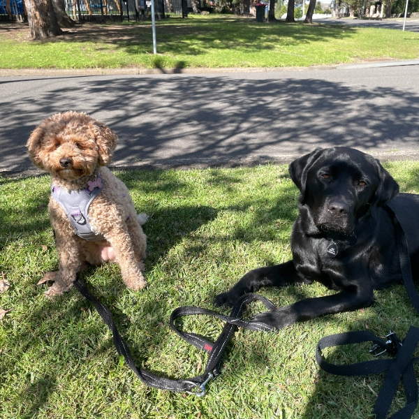 Double the dogs. Double the kilometres?